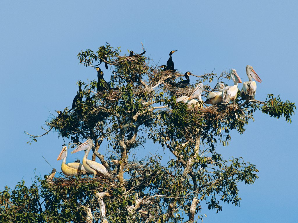 new-Prek Toal - Bird Sanctuary.jpg